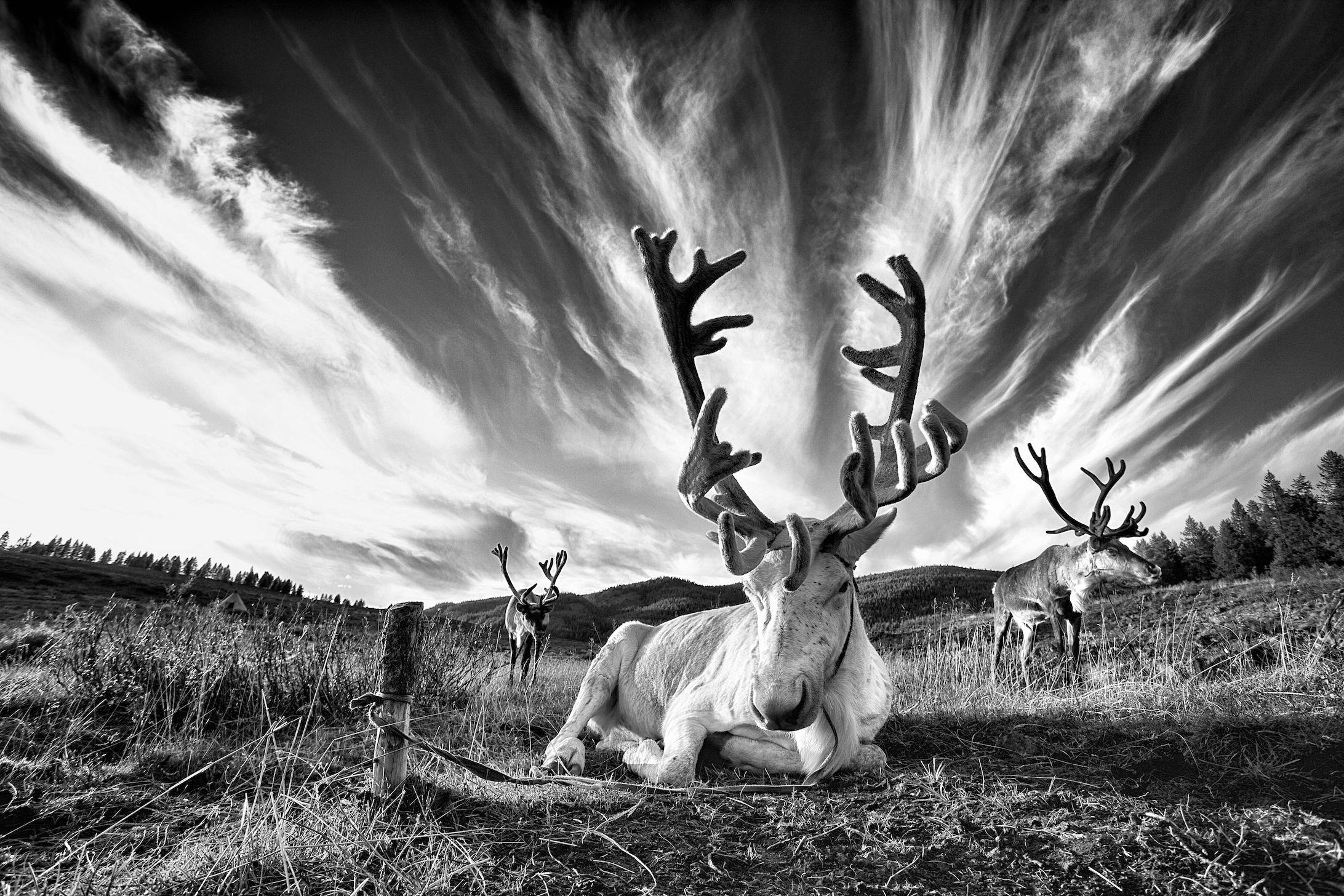 Reindeer in vast open landscape